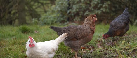 The cottage has some chickens supplying our guests with free range eggs daily.