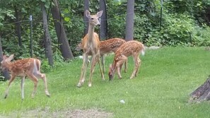 Backyard visitors