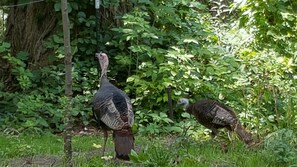 Wild Turkey in the back yard at the edge of the woods