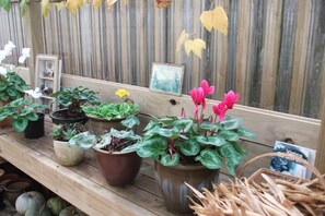 Ranfurly flowers