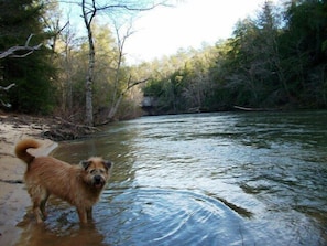 Buddy loves the creek and Secret Beach!