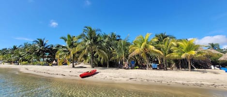 Incredible Jadewinds palms from the Caribbean Sea