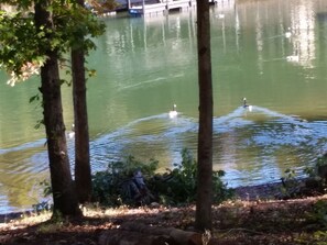 Geese enjoying lake