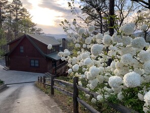 Springtime / Snowball Viburnum in full bloom / Top of driveway