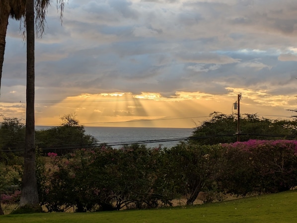 View from our LR/DR room and lanai-removed trees on the national reserve 4/2025