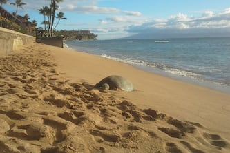 Awesome Maui Oceanfront! Spectacular sunsets! 1Bed/1Bath of Hawaiiana