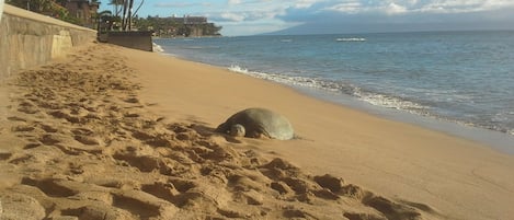 One of our resident turtles resting on our beach