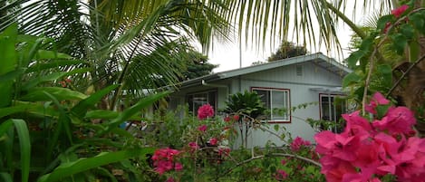 tropical view from front of home