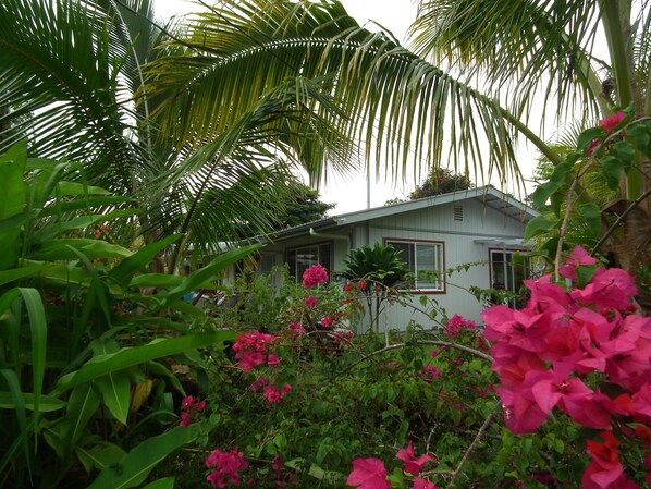 tropical view from front of home