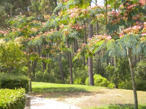 The beautiful path leads to the pool