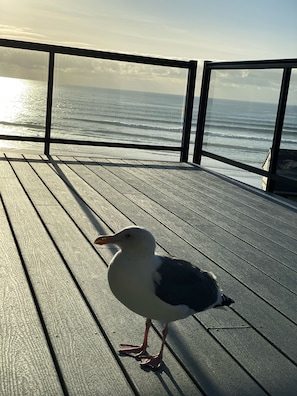 Friend stopped by, but please don’t feed the seagulls.  