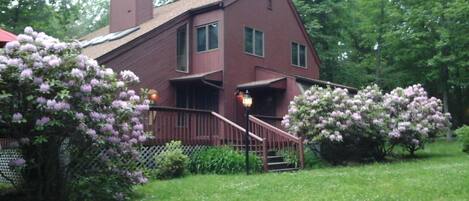 Side View of House in Early Summer with Rhododendrons in Full Bloom.