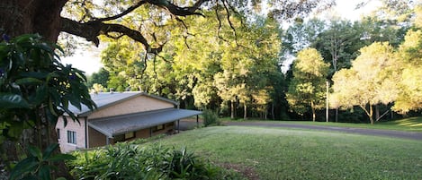 100's year old Teak tree in foreground 