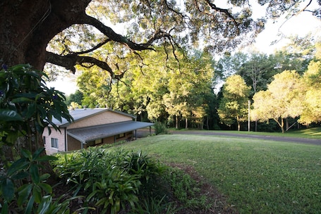 100's year old Teak tree in foreground