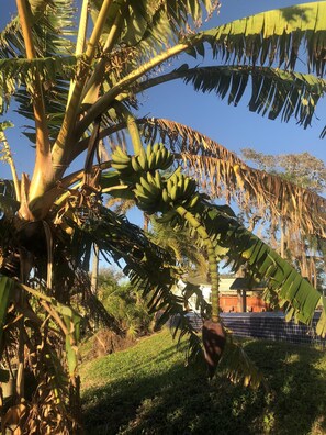 Banana trees next to the pool. Peel and eat when available!!