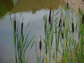 Sjö