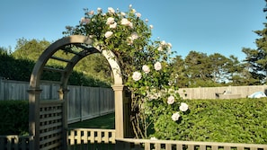The rose arbor leading to the backyard.