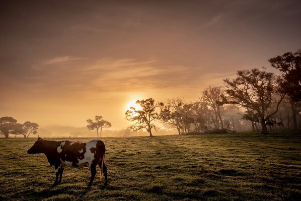 Happy cows