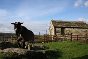 Our pet Pygmy goats love company! .....and food!