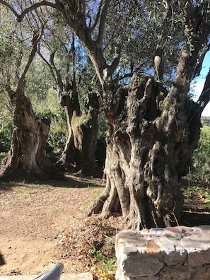 Parco della struttura