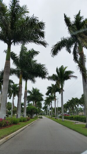 Royal Palms on Entrance 