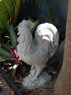 Our little front yard rooster