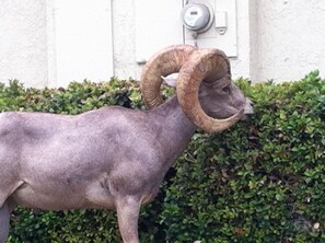 WoW! - Big Horn Sheep have been known to make a rare appearance off our patio..