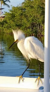 Island Paradise~Beach~ Pool~  Kayaks~ Paddle Boards~ Water Views~ Priceless!