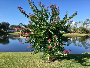 Orchideenbaum am See