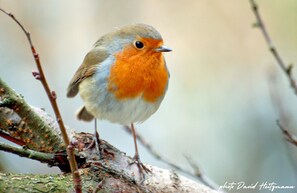 Vous aurez certainement la chance d'apercevoir un rouge gorge