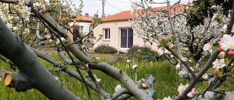 cerisier en fleurs