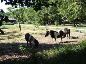 A 1 km: poneys