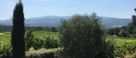 Vue sur les vignes