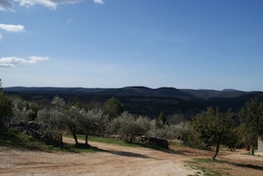 Blick auf die Olivenbäume