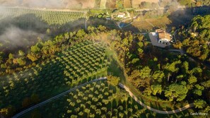 Votre gîte est situé sur notre domaine oléicole et viticole de 30 hectares.