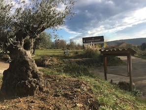 Les oliviers sur le domaine