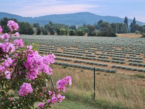 La vue sur les Lavandes