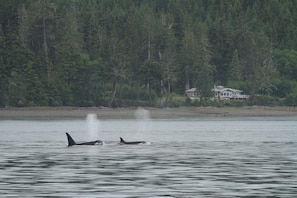 July 2016....Whilst boating I saw 25 orca whales swim past my house.  :)