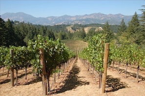 Our vineyards in spring