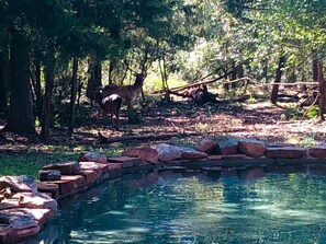 This private deer pond/swimming pool was designed just for the wildlife