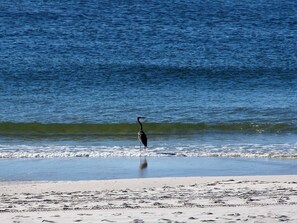 Our local fisherman 