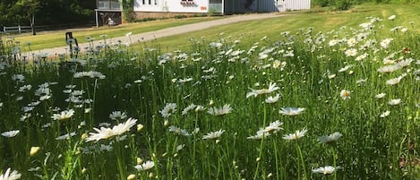 Overnatningsstedets område