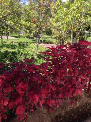 Garden view from living toon and guest bedroom.