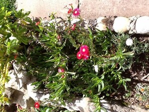 View of the plants outside the front door.