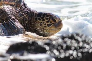 Enjoy a unique experience of daily turtle sightings! Current record = 43!
