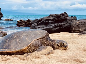 Turtles sunbathing on the beach is a daily occurrence!