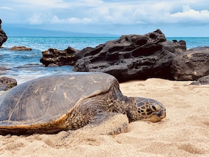 Turtles sunbathing on the beach is a daily occurrence!