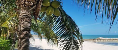 Best Coconut Water is Right Outside Your Door