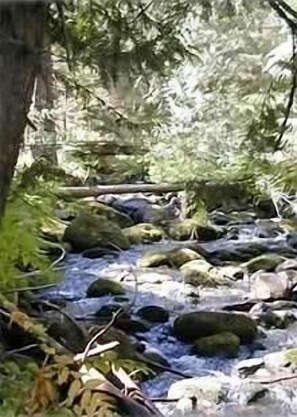 Reeder Creek running right past the cabin