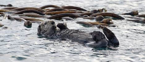 Cute little Sea Otter 